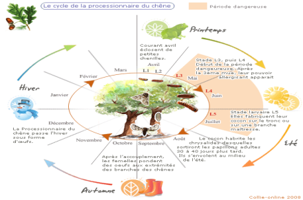 Cycle biologique de la chenille processionnaire du chêne
